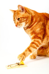 Conceptual image of a ginger tabby cat either baiting a mousetrap with cheese to catch a mouse or...