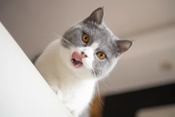 Foto op Plexiglas anti-reflex low angle view of a british shorthair cat with her mouth opened © Freer