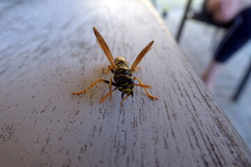Polistes dominula,Französische Feldwespe