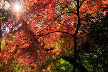 秋の朝の太陽の光と色鮮やかな紅葉