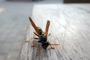Polistes dominula,Französische Feldwespe