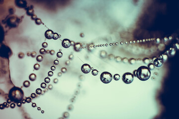 Spider web wit dew drops in morning bright light and blurred blue background