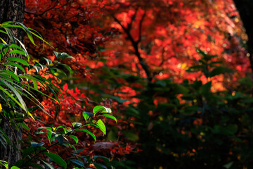 秋の真っ赤な紅葉の中の緑の葉