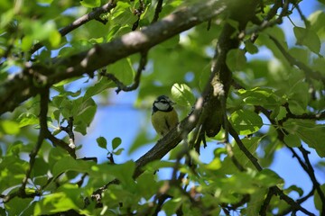 The blue tit sits on a branch and holds a caught caterpillar in its beak