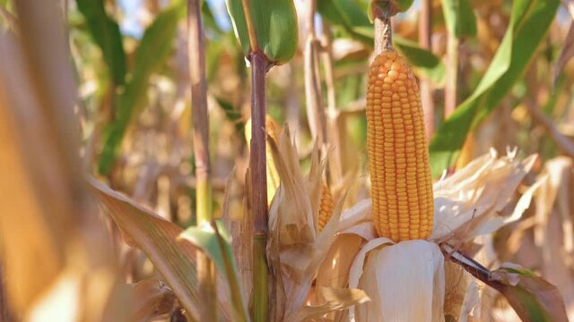 yellow dry ripe maize corn on stalks for harvest in agricultural cultivated field, animal feed agricultural industry