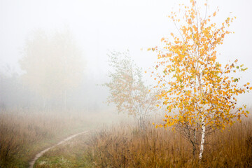Obraz na płótnie Canvas Foggy morning in the autumn forest. Morning, autumn, birches.