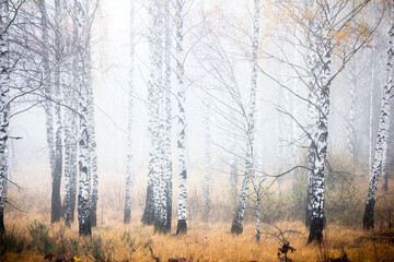 Foggy morning in the autumn forest. Morning, autumn, birches.