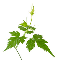 balloon vine plant, also known as balloon plant or love in puff, closeup view of a herb isolated on...