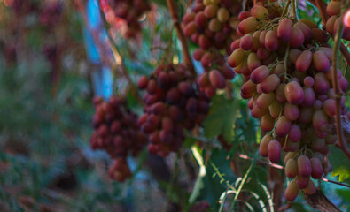 Grape tree and pink grapes