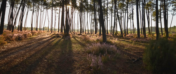 Forêt des Landes (Sud-ouest France), pin des Landes, levé du jour, perspective de pins, bruyères