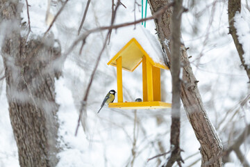a tit sits on a yellow feeder in a winter forest