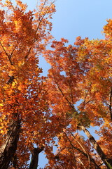 奈良公園の綺麗な紅葉