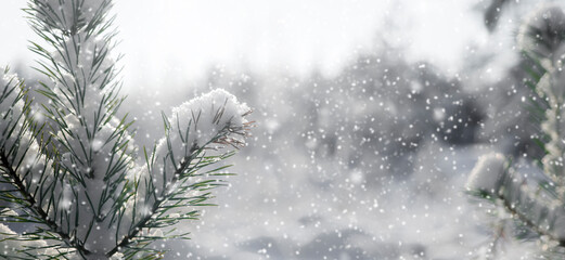 beautiful Christmas background with spruce branches and snow, winter forest