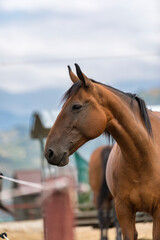 Obraz premium portrait of a horse