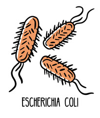 Escherichia coli gram-negative anaerobic bacterium in the human intestinal microflora, vector illustration. Microbiota of the digestive tract.