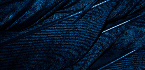blue bird feather with visible details. background or texture