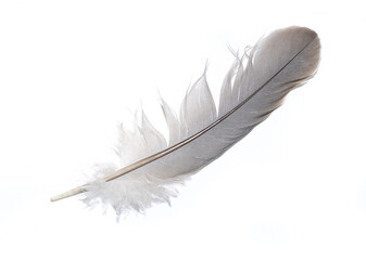 a gray dove feather on a white isolated background