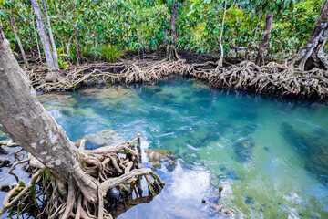 Tropical tree roots or Tha pom mangrove in swamp forest and flow water, Thailand.