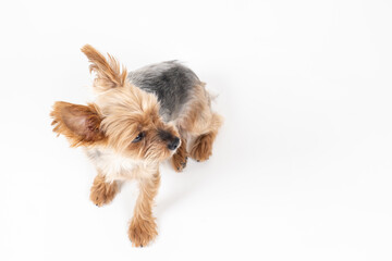 お座りして右を見るヨークシャテリア。俯瞰。