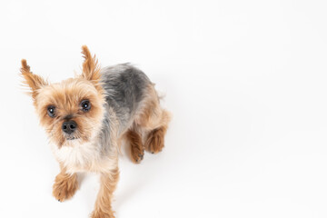 お座りして上を向いているヨークシャテリア