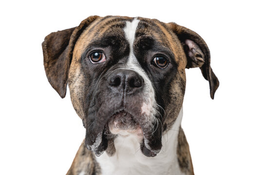Isolated image of a germam boxer dog