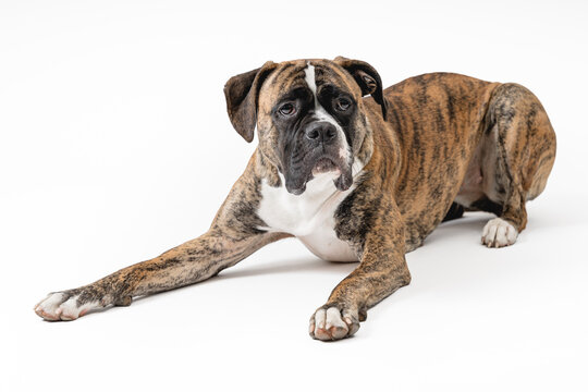 Isolated image of a germam boxer dog
