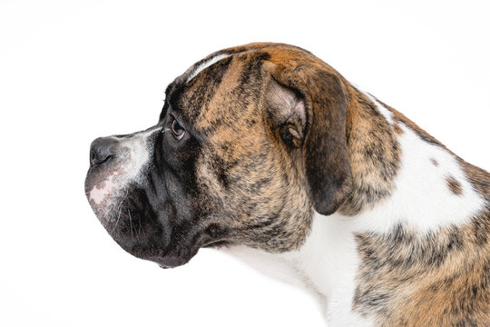 Isolated image of a germam boxer dog