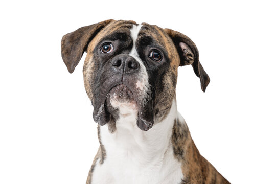 Isolated image of a germam boxer dog