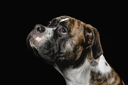 Isolated image of a germam boxer dog