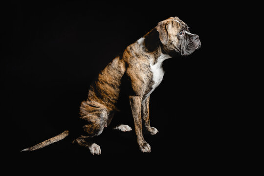 Isolated image of a germam boxer dog