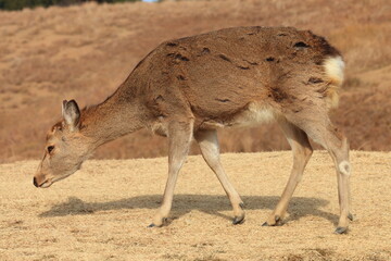 食べ物を探している若草山の鹿