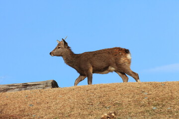 若草山を走る鹿