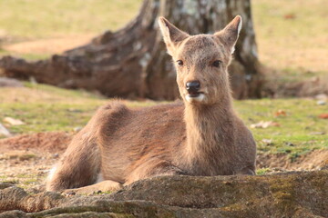 ひなたぼっこをして気持ちよさそうな鹿