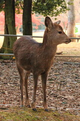 警戒している鹿
