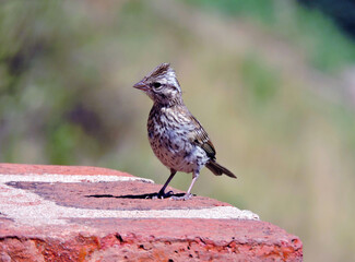 Chingolo (zonotrichia capensis) pequeña ave adorable posada en entorno natural con fondo cálido