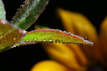 아침 이슬에 투영된 꽃송이들, 다가서면 보이는 세상. 