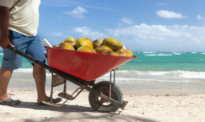Coconuts in the red wheelbarrow, a man selling coconuts on the beach.