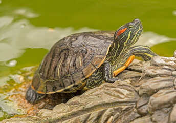 red-eared turtle basking in the sun