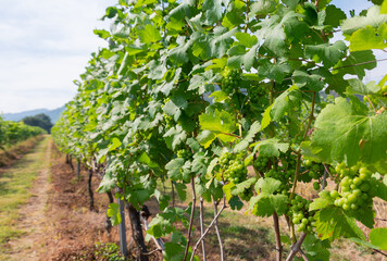 Fototapeta na wymiar Beautiful scenery of green grapes cultivation under sunlight with perspective of pathway planted in winery for making luxury wine shows agricultural industry in rural area and grows in organic way.