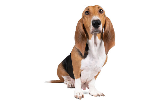 French basset artesien normand puppy sitting and seen from the front isolated on a white background