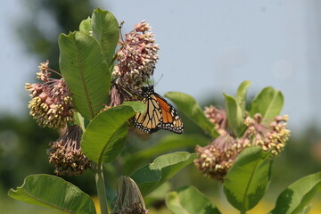 Monarch Butterfly 2021 I