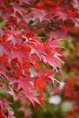 色付いた秋の紅葉の風景