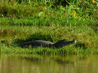 alligator in the swamp