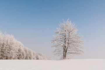 Winter landscape. On a frosty morning, all trees were covered with hoarfrost