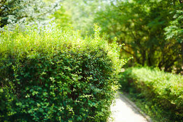 Trimmed green bushes in the park.