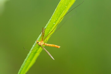 Nephrotoma appendiculata, spotted cranefly