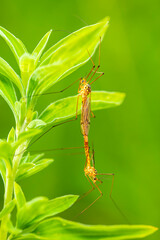 Nephrotoma appendiculata, spotted cranefly
