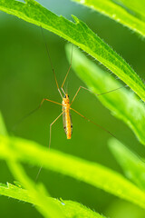 Nephrotoma appendiculata, spotted cranefly