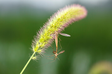 Nephrotoma appendiculata, spotted cranefly