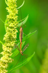 Nephrotoma appendiculata, spotted cranefly